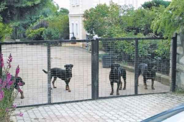 rottweiler_kozani_1