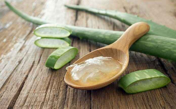 aloe-735x455