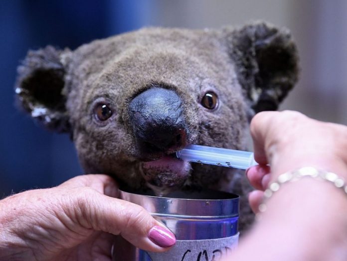 koala_v_261119