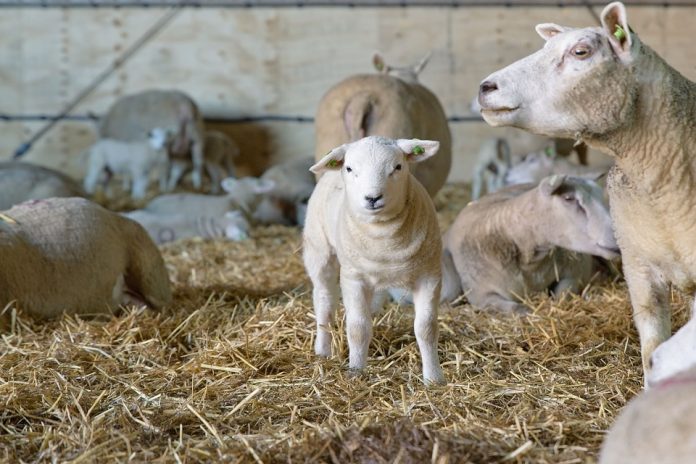 stable of sheep