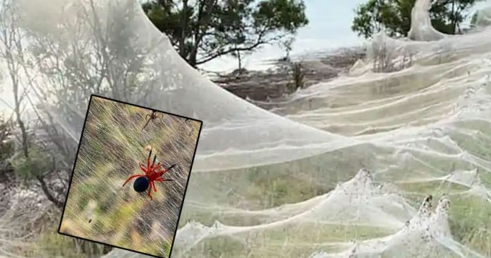 araxnes-istos-australia-vicotria