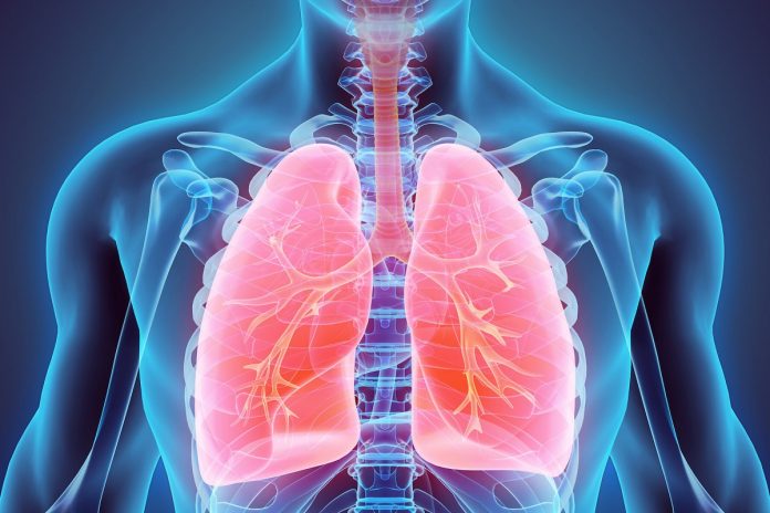 3D illustration of Lungs, medical concept.